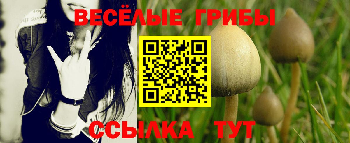 Псилоцибиновые грибы ЛСД Дербент